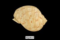 藏品(中華鶉螺)的圖片